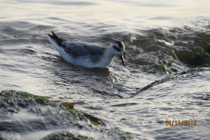 Grey Phalarope