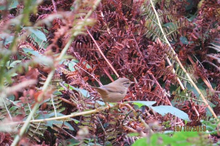Radde's Warbler