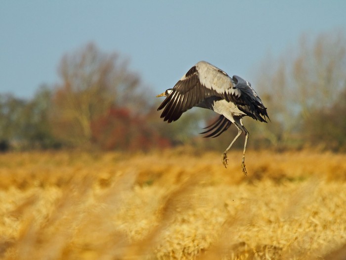 Common Crane