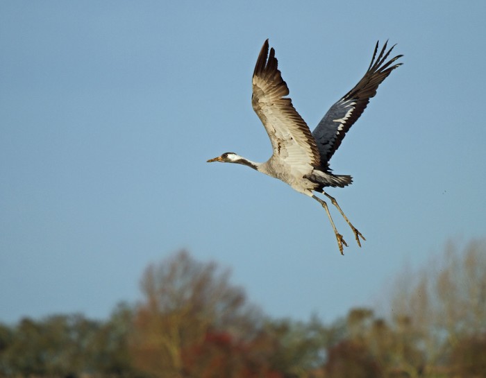 Common Crane