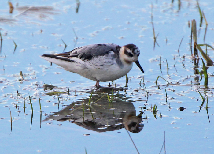 Grey Phalarope