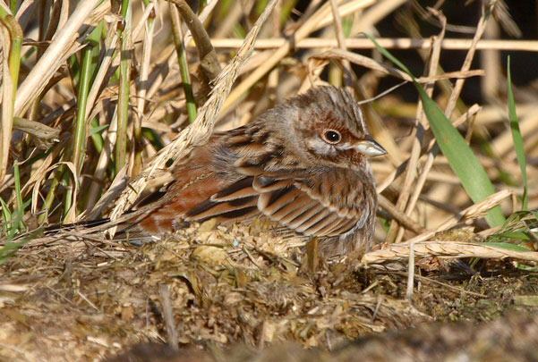 Pine Bunting