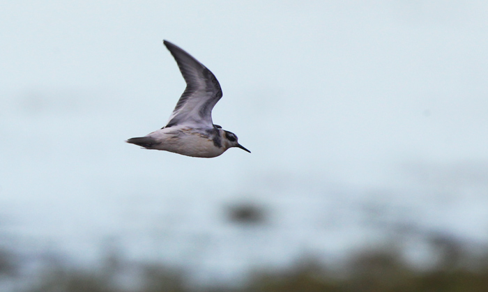 Grey Phalarope