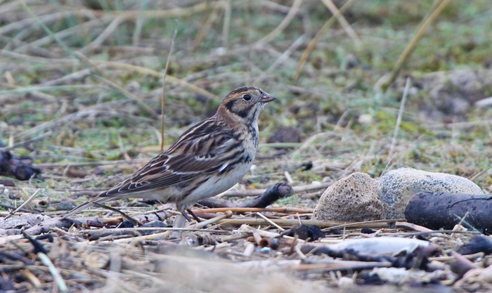 Lapland Bunting