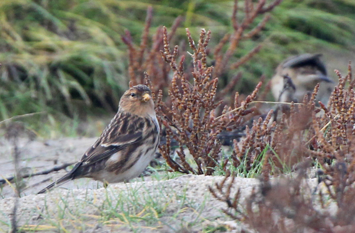 Twite