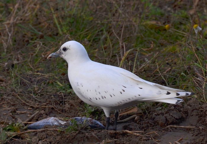 Ivory Gull