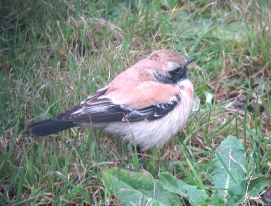 Desert Wheatear