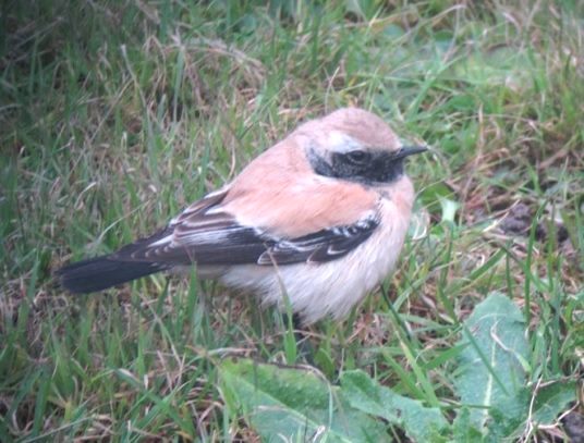 Desert Wheatear