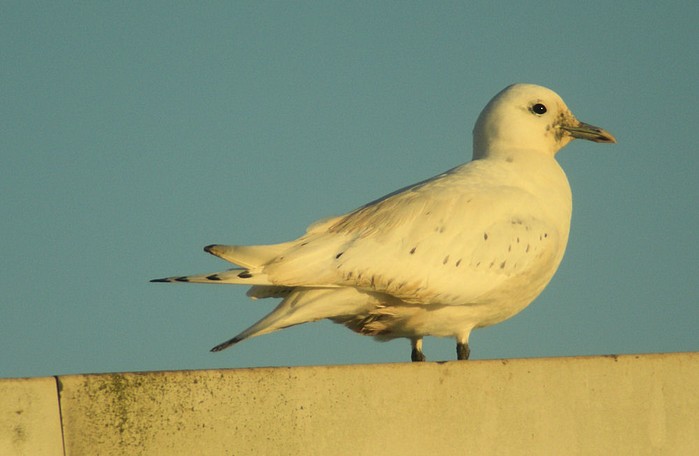 Ivory Gull