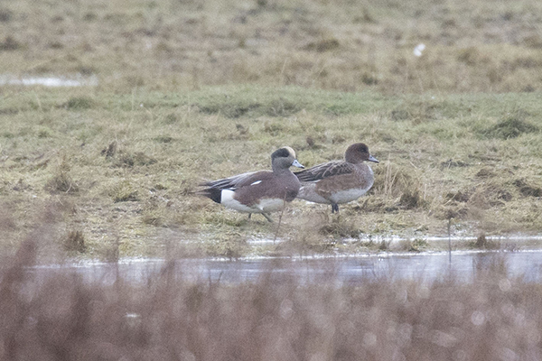 American Wigeon