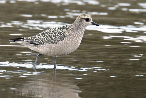 American Golden Plover