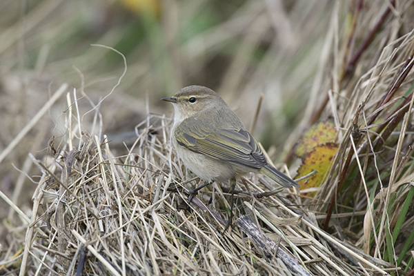 Siberian Chiffchaff