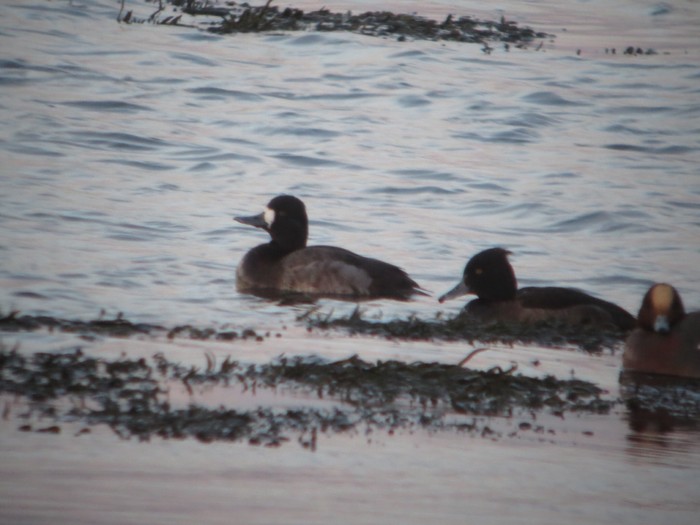 Lesser Scaup