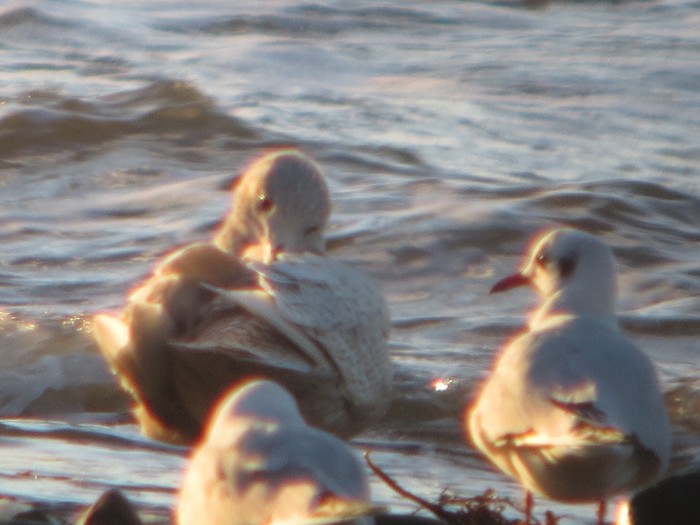 Iceland Gull