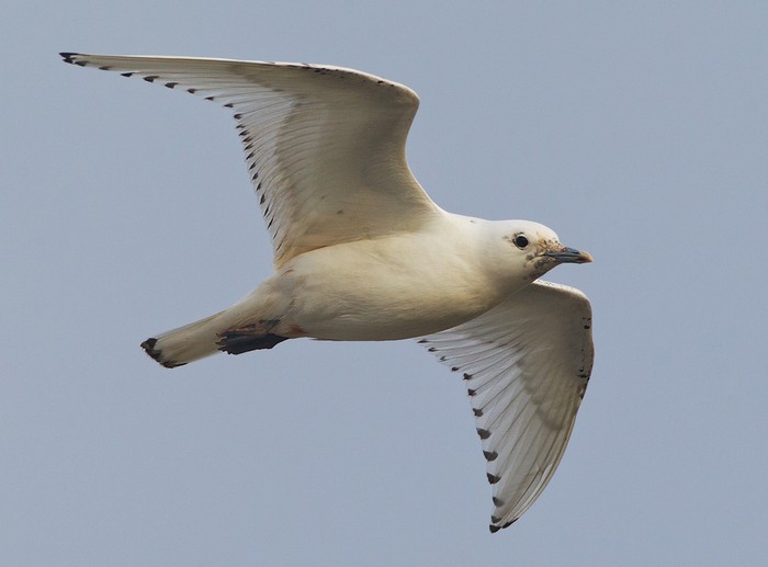 Ivory Gull