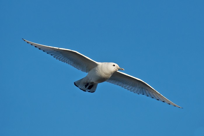 Ivory Gull
