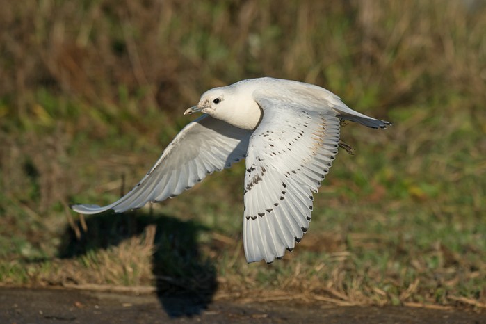 Ivory Gull