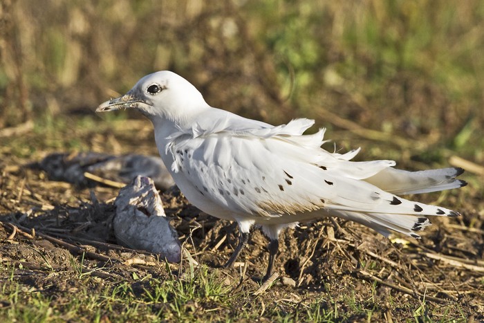 Ivory Gull