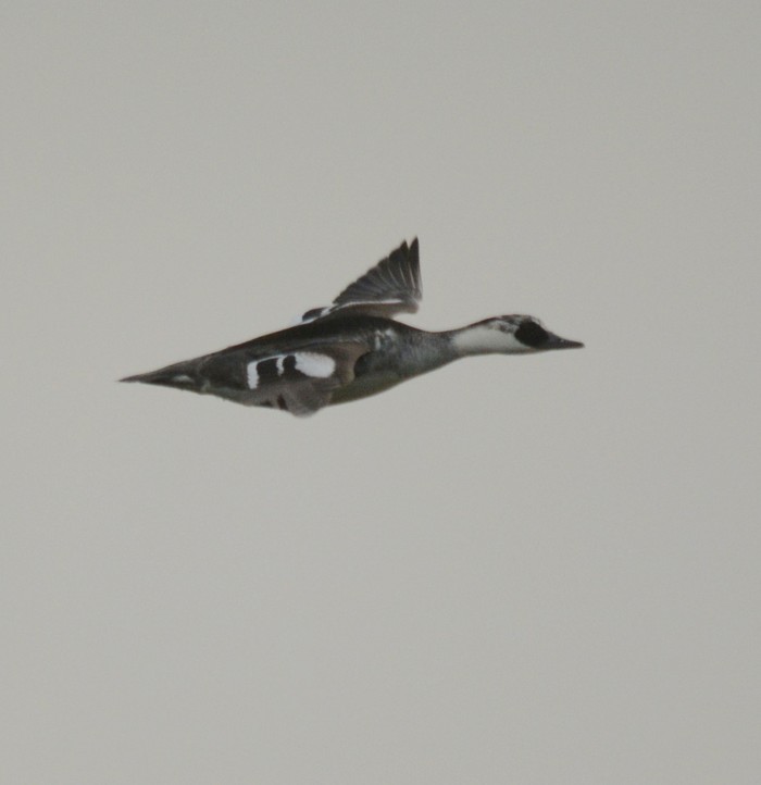Smew