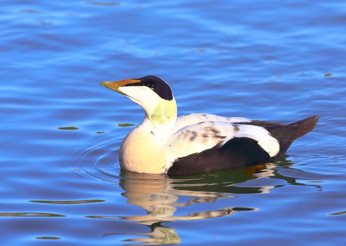 Eider