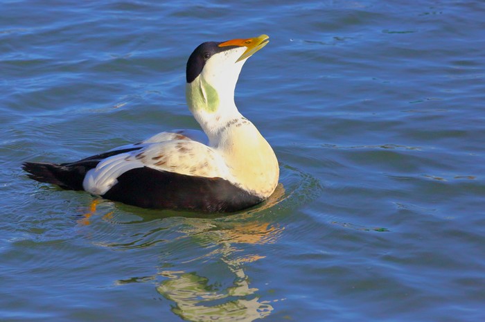 Eider