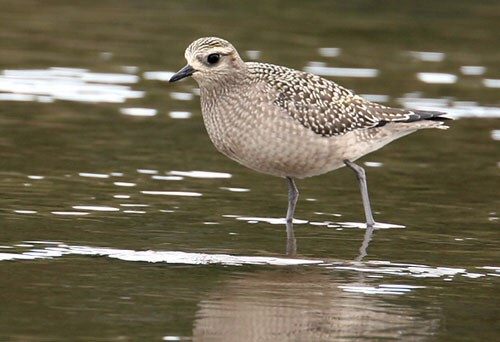 American Golden Plover