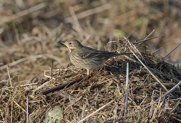 American Buff-bellied Pipit
