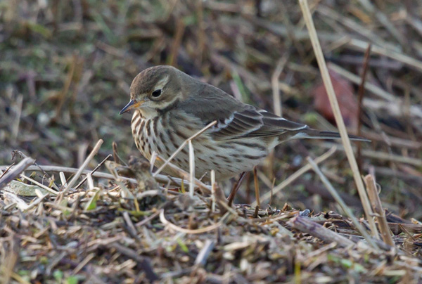 American Buff-bellied Pipit