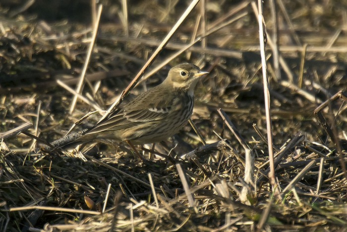 American Buff-bellied Pipit