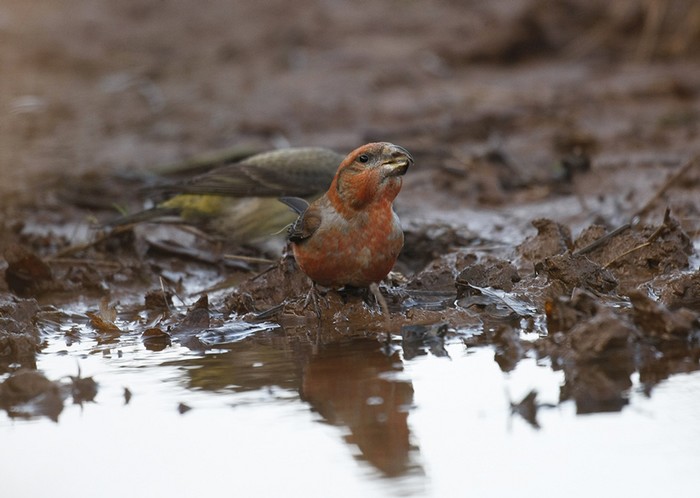 Parrot Crossbill