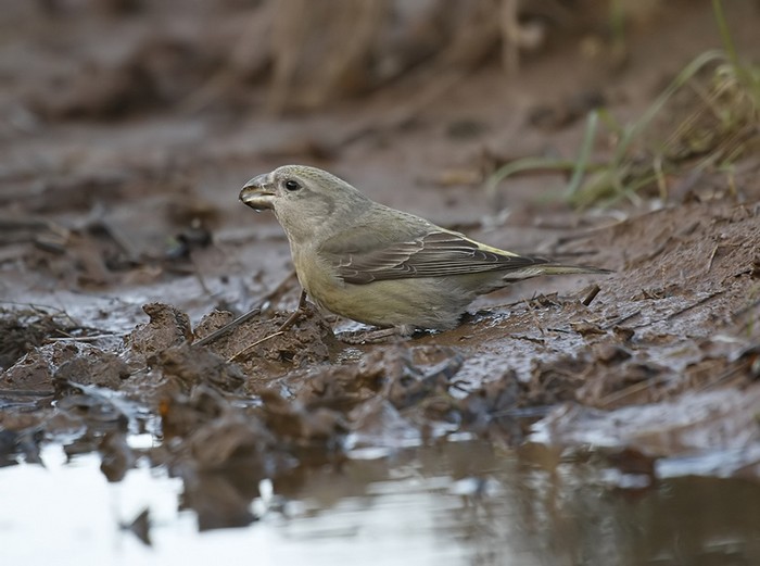 Parrot Crossbill
