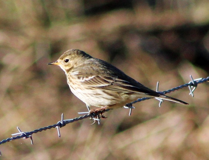 American Buff-bellied Pipit