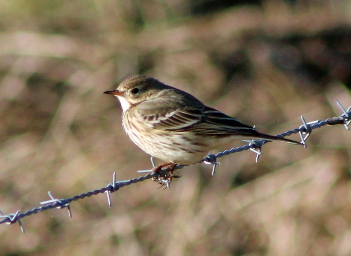 American Buff-bellied Pipit