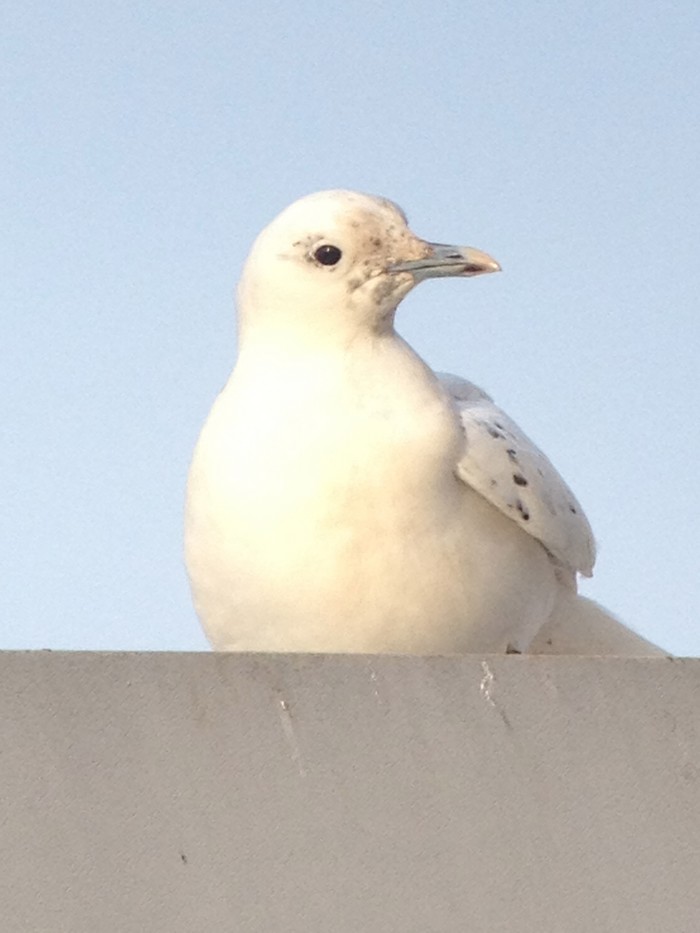 Ivory Gull