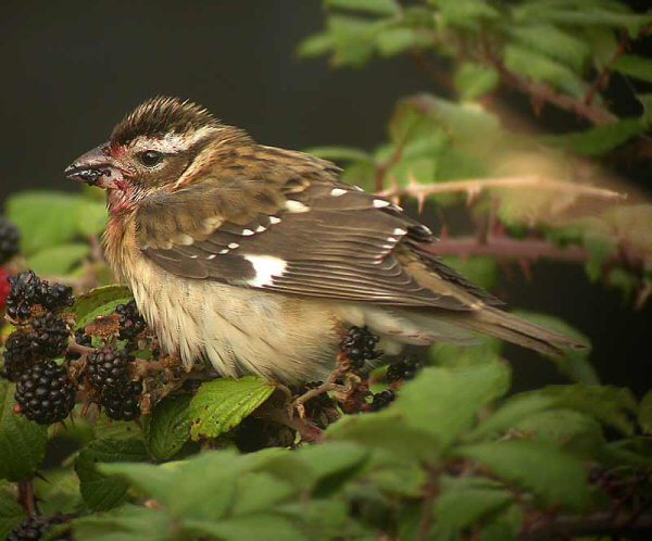 Rose-breasted Grosbeak