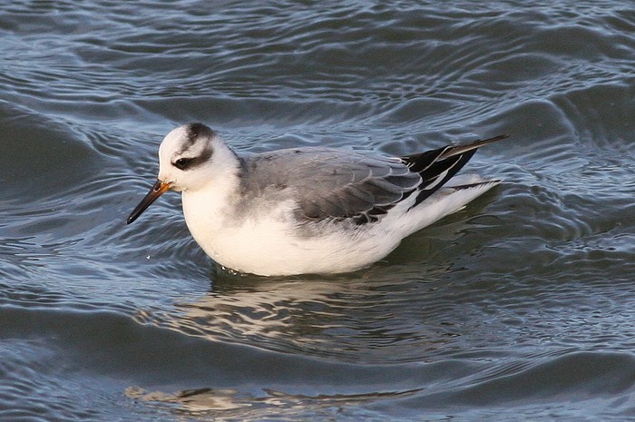 Grey Phalarope