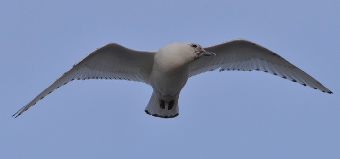 Ivory Gull