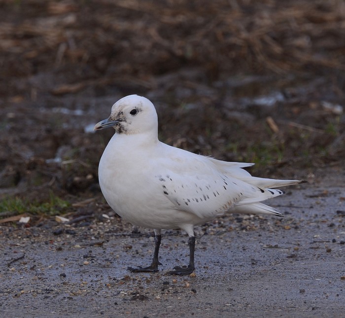 Ivory Gull