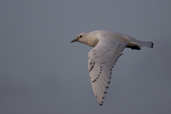 Ivory Gull
