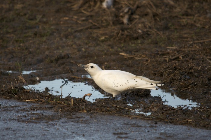 Ivory Gull