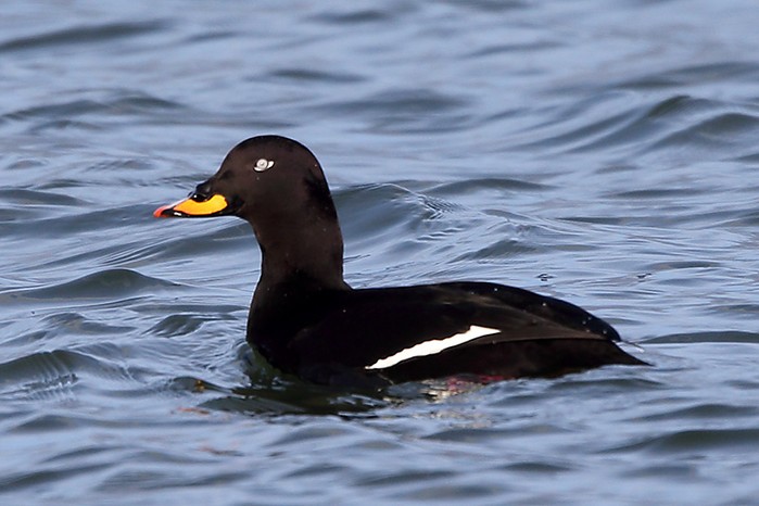 Velvet Scoter