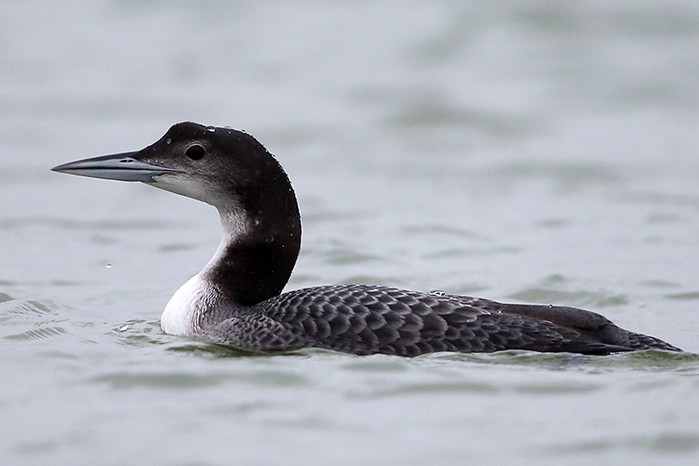 Great Northern Diver