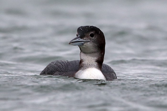 Great Northern Diver