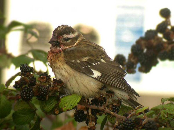 Rose-breasted Grosbeak