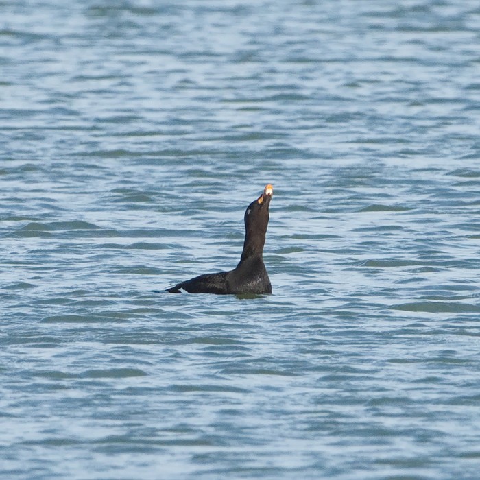 Velvet Scoter