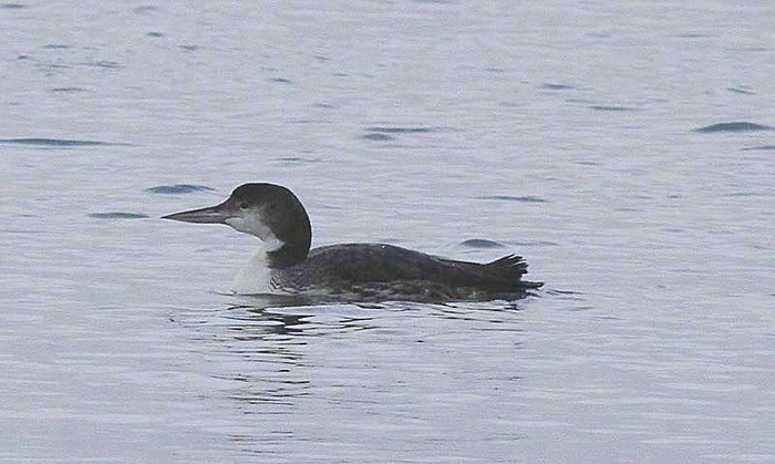 Great Northern Diver