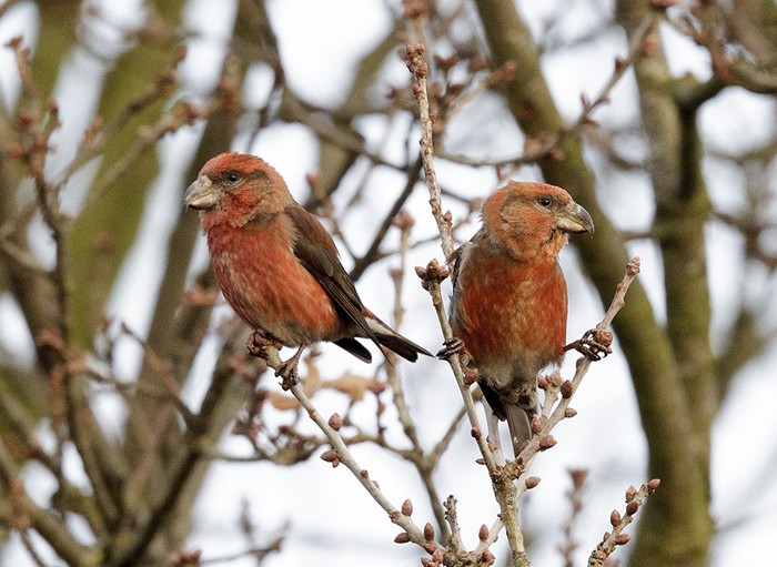 Parrot Crossbill