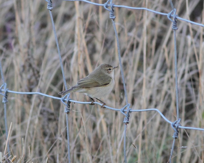 Siberian Chiffchaff