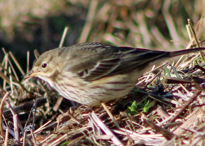 American Buff-bellied Pipit