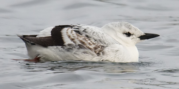 Black Guillemot